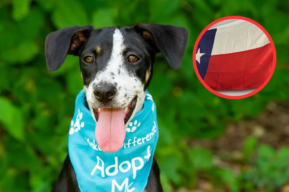 Meet The Heroes Saving Lost Pets In El Paso, Texas